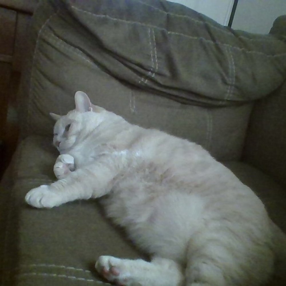 Cute cat!